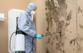 Best Biohazard Mold Removal in North Bellmore, NY